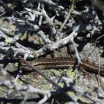 McCann's skink (Central Otago) <a href="https://www.instagram.com/joelknightnz/">© Joel Knight</a>