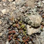 Schist gecko (Central Otago) <a href="https://www.instagram.com/joelknightnz/">© Joel Knight</a>