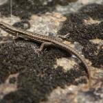 McCann's skink (Central Otago) <a href="https://www.instagram.com/joelknightnz/">© Joel Knight</a>