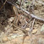 McCann's skink (Central Otago) <a href="https://www.instagram.com/joelknightnz/">© Joel Knight</a>