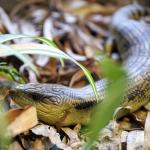 Eastern blue-tongued skink. <a href="https://www.instagram.com/joelknightnz/">© Joel Knight</a>