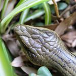 Eastern blue-tongued skink. <a href="https://www.instagram.com/joelknightnz/">© Joel Knight</a>