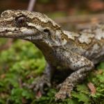 Broad-cheeked gecko (Ōkārito). <a href="https://www.instagram.com/samuelpurdiewildlife/">© Samuel Purdie</a>