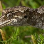 Broad-cheeked gecko (Ōkārito). <a href="https://www.instagram.com/samuelpurdiewildlife/">© Samuel Purdie</a>