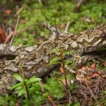 Broad-cheeked gecko (Ōkārito). <a href="https://www.instagram.com/samuelpurdiewildlife/">© Samuel Purdie</a>