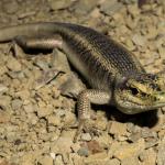 Scree skink (Kaikoura) . <a href="https://www.capturewild.co.nz/Reptiles-Amphibians/NZ-Reptiles-Amphibians/">© Euan Brook</a>