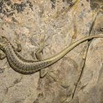 Scree skink (Kaikoura) . <a href="https://www.capturewild.co.nz/Reptiles-Amphibians/NZ-Reptiles-Amphibians/">© Euan Brook</a>