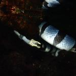 Headshot of a yellow-lipped sea krait showing the distinctive yellow lip (Beloi, Timor-Leste). © Ivan Samra