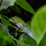 Barking Gecko (Wellington) <a href="https://www.instagram.com/joelknightnz/">© Joel Knight</a>