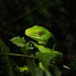 Barking Gecko (Wellington) <a href="https://www.instagram.com/joelknightnz/">© Joel Knight</a>