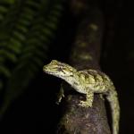 Ngahere gecko (Wellington) <a href="https://www.instagram.com/joelknightnz/">© Joel Knight</a>