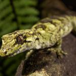 Ngahere gecko (Wellington) <a href="https://www.instagram.com/joelknightnz/">© Joel Knight</a>