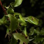 Barking Gecko (Wellington) <a href="https://www.instagram.com/joelknightnz/">© Joel Knight</a>