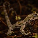 Ngahere gecko (Wellington) <a href="https://www.instagram.com/joelknightnz/">© Joel Knight</a>