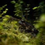 Hochstetter's frog (Coromandel). <a href="https://www.instagram.com/joelknightnz/">© Joel Knight</a>