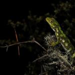 Starred gecko (Nelson Lakes). a href="https://www.instagram.com/joelknightnz/">© Joel Knight</a>