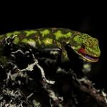 Starred gecko (Nelson Lakes). a href="https://www.instagram.com/joelknightnz/">© Joel Knight</a>
