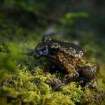 Hochstetter's frog (Coromandel). <a href="https://www.instagram.com/joelknightnz/">© Joel Knight</a>