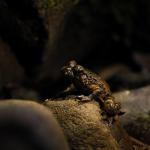Hochstetter's frog (Coromandel). <a href="https://www.instagram.com/joelknightnz/">© Joel Knight</a>