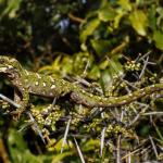 Rough Gecko (Kaikoura) <a href="https://www.instagram.com/joelknightnz/">© Joel Knight</a>