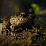 Hochstetter's frog (Coromandel). <a href="https://www.instagram.com/joelknightnz/">© Joel Knight</a>