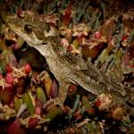 Moko a Tohu/Tohu gecko (North Brother Island, Cook Strait). <a href="https://www.flickr.com/photos/rocknvole/">© Tony Jewell</a>