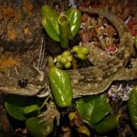 Moko a Tohu/Tohu gecko (North Brother Island, Cook Strait). <a href="https://www.flickr.com/photos/rocknvole/">© Tony Jewell</a>