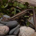 Cobble skink (Granity, West Coast). © James Reardon