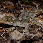 Northern Duvaucel's gecko in coastal forest (Motuora Island, North Auckland). <a href="https://www.instagram.com/tim.harker.nz/?hl=en">© Tim Harker</a>