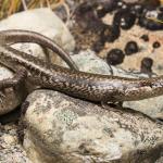 Northern long-toed skink (Marlborough). <a href="https://www.instagram.com/samuelpurdiewildlife/">© Samuel Purdie</a>