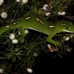 Female elegant gecko in prickly mingimingi (Waitakere ranges, Auckland). <a href="https://www.instagram.com/nickharker.nz/">© Nick Harker</a> 