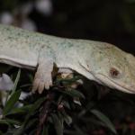 Leucistic male elegant gecko in Manuka. <a href="https://www.instagram.com/nickharker.nz/">© Nick Harker</a> 