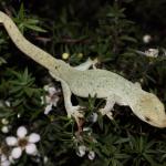 Leucistic male elegant gecko in Manuka. <a href="https://www.instagram.com/nickharker.nz/">© Nick Harker</a> 