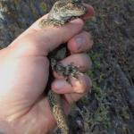 Moko a Tohu/Tohu gecko (Sentinel Rock, Marlborough Sounds). <a href="https://www.instagram.com/nickharker.nz/">© Nick Harker</a>