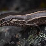 Rockhopper skink (North Otago). <a href="https://www.instagram.com/samuelpurdiewildlife/">© Samuel Purdie</a>