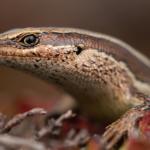 Headshot of a Mataura skink (Mid Dome, Southland). <a href="https://www.instagram.com/samuelpurdiewildlife/">© Samuel Purdie</a>