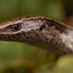 Headshot of an Oteake skink (Oteake Conservation Park, North Otago). <a href="https://www.instagram.com/samuelpurdiewildlife/">© Samuel Purdie</a>