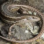 McCann's skink (Macraes Flat). <a href="https://www.instagram.com/samuelpurdiewildlife/">© Samuel Purdie