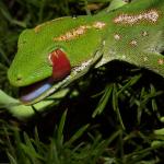 A headshot of a Northland green gecko showcasing the distinctive red tongue, and blue mouth, in addition to the flat canthal scales (Rangaunu Bay, Northland). <a href="https://www.instagram.com/tim.harker.nz/?hl=en">© Tim Harker</a>