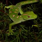 Northland green gecko (Rangaunu Bay, Northland). <a href="https://www.instagram.com/tim.harker.nz/?hl=en">© Tim Harker</a>