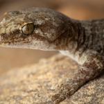 Raggedy Range gecko (Central Otago). <a href="https://www.instagram.com/samuelpurdiewildlife/">© Samuel Purdie</a>