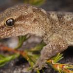 Tikumu gecko (Nelson Lakes). <a href="https://www.instagram.com/samuelpurdiewildlife/">© Samuel Purdie</a>