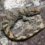 Southern Alps gecko. <a href="https://www.instagram.com/samuelpurdiewildlife/">© Samuel Purdie</a>