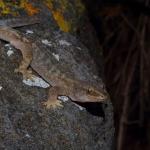 Raukawa gecko moving through coastal boulders (Motuora Island, Hauraki Gulf). <a href="https://www.instagram.com/tim.harker.nz/?hl=en">© Tim Harker</a>