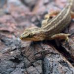 A Raukawa gecko moves along the rocky coastline (Motutapu Island, Hauraki Gulf). <a href="https://www.instagram.com/tim.harker.nz/?hl=en">© Tim Harker</a>