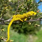 Xanthochromic jewelled gecko (Banks Peninsula) © Jan Semorad