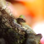 A Plague/Rainbow skink poking its head up from behind a small log (Central Auckland). <a href="https://www.instagram.com/tim.harker.nz/">© Tim Harker</a>