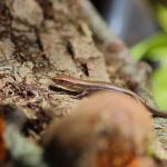 A Plague/Rainbow skink (striped morph) basks on a fallen log (Central Auckland). <a href="https://www.instagram.com/tim.harker.nz/">© Tim Harker</a>