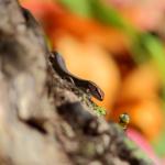 A Plague/Rainbow skink basks on a fallen log (Central Auckland). <a href="https://www.instagram.com/tim.harker.nz/">© Tim Harker</a>