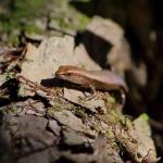 A Plague/Rainbow skink basks on a fallen log (Central Auckland). <a href="https://www.instagram.com/tim.harker.nz/">© Tim Harker</a>